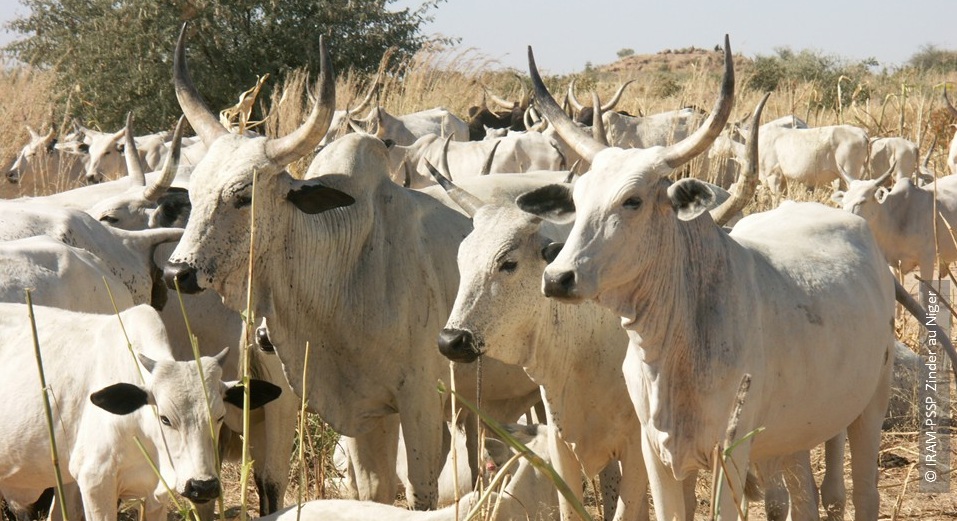 Vaches White Fulani 