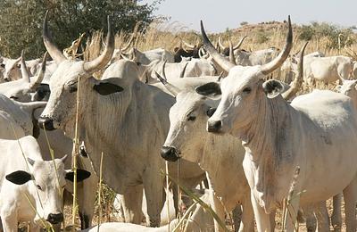 Vaches White Fulani 